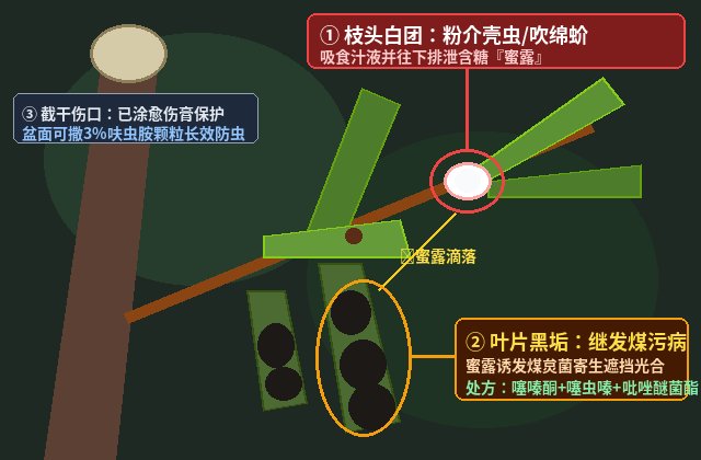 盆景介壳虫与煤污病实拍定位图